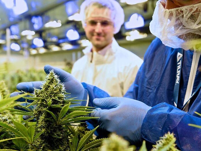 Le infiorescenze di cannabis medica di Tilray saranno presto disponibili per il mercato italiano