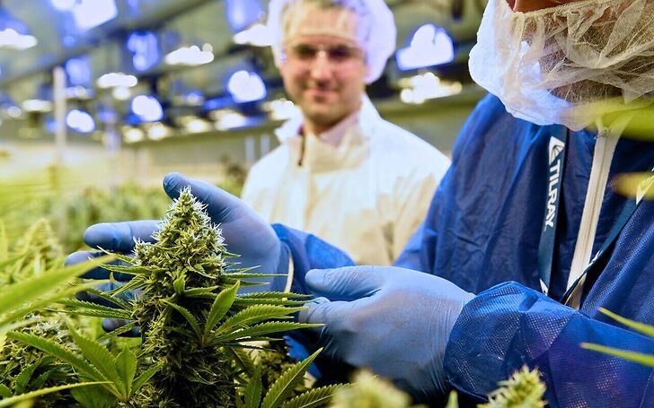 Le infiorescenze di cannabis medica di Tilray saranno presto disponibili per il mercato italiano