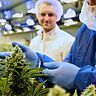 Le infiorescenze di cannabis medica di Tilray saranno presto disponibili per il mercato italiano