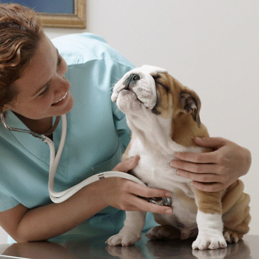 Cani, gatti e cannabinoidi: cos’è la VCS e perché all’Italia serve una società scientifica