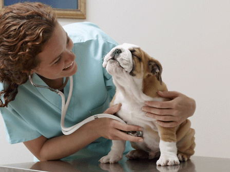 Cani, gatti e cannabinoidi: cos’è la VCS e perché all’Italia serve una società scientifica