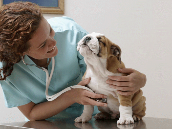 Cani, gatti e cannabinoidi: cos’è la VCS e perché all’Italia serve una società scientifica