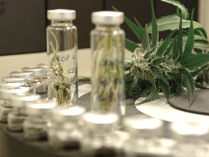 Depositato in Sicilia il DDL per l&#039;utilizzo di Cannabis terapeutica