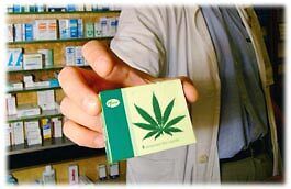 Mondo: Tre quarti dei medici prescriverebbe Cannabis a un malato di cancro avanzato affetto da dolore