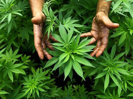 Cannabis terapeutica in Italia e diritto alla cura