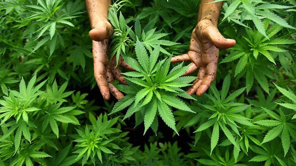 Cannabis terapeutica in Italia e diritto alla cura