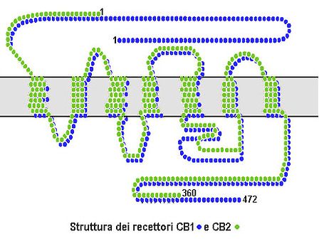 La perdita del recettore CB1 aumenta il deterioramento cognitivo