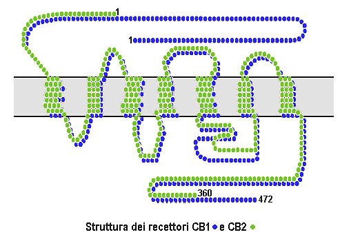 La perdita del recettore CB1 aumenta il deterioramento cognitivo