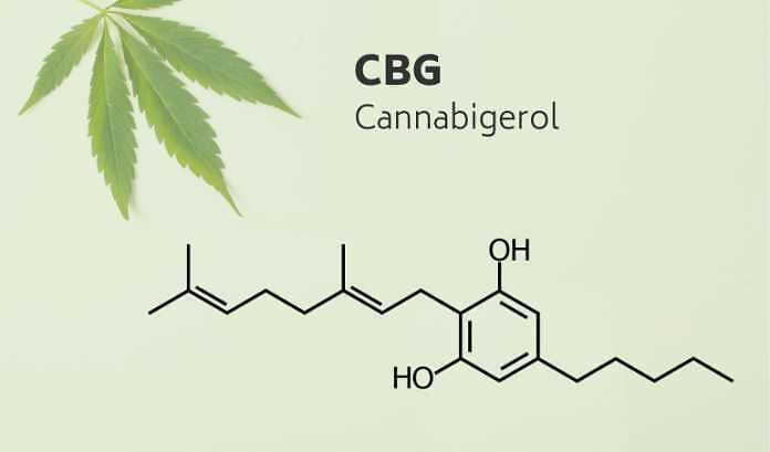 Cannabigerolo (CBG): tanto importante quanto sconosciuto