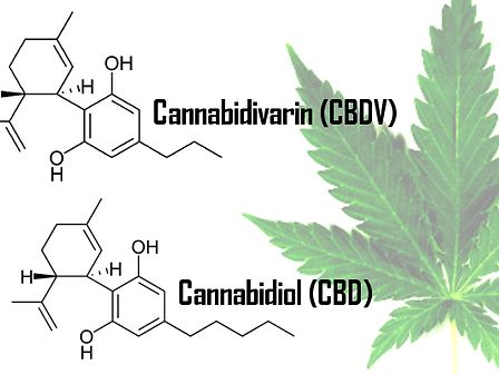 Dopo anni di testimonianze e ricerche scientifiche la cannabis viene testata sull&amp;#039;uomo per trattare l&amp;#039;epilessia