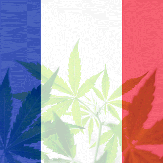Cannabis social club francese sciolto dal tribunale