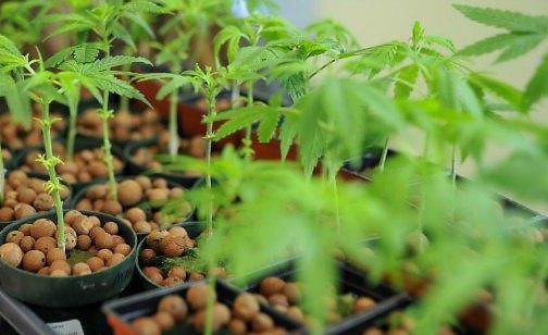 Una legge per produrre la cannabis terapeutica in Puglia, mentre a livello nazionale torna il divieto