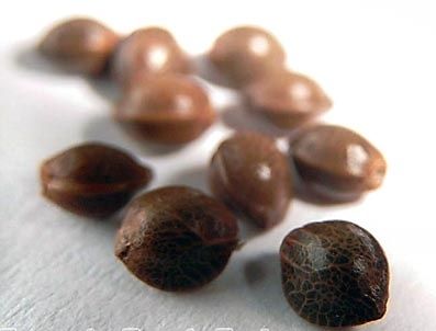 Gli aminoacidi nelle proteine dei semi di canapa possono ridurre la pressione sanguigna