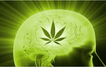 Nuove conferme dell&amp;#039;efficacia della cannabis nella prevenzione e trattamento dell&amp;#039;Alzheimer