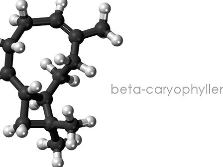 Un terpene della cannabis come possibile cura per ansia e depressione