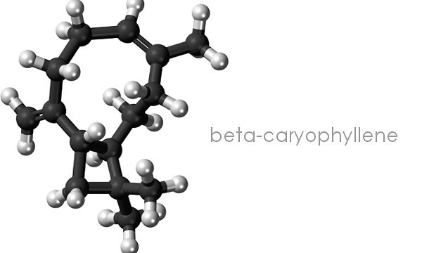 Un terpene della cannabis come possibile cura per ansia e depressione