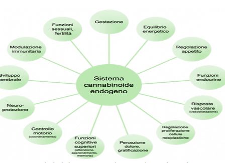 Introduzione al sistema endocannabinoide