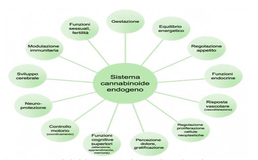 Introduzione al sistema endocannabinoide