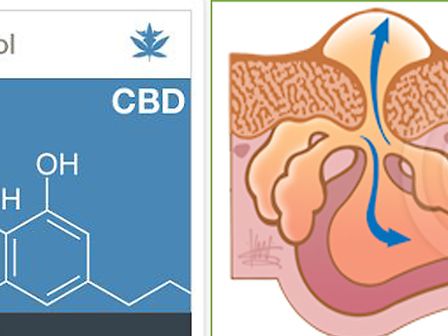 Cannabidiolo contro i tre fattori dell’acne: un nuovo studio