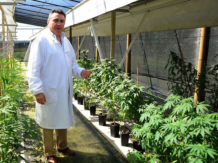 Per Gianpaolo Grassi la produzione di cannabis è un vantaggio per pazienti e ricerca