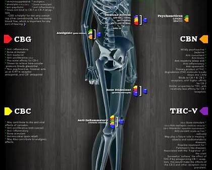 Sistema endocannabinoide: i cannabinoidi e i loro recettori