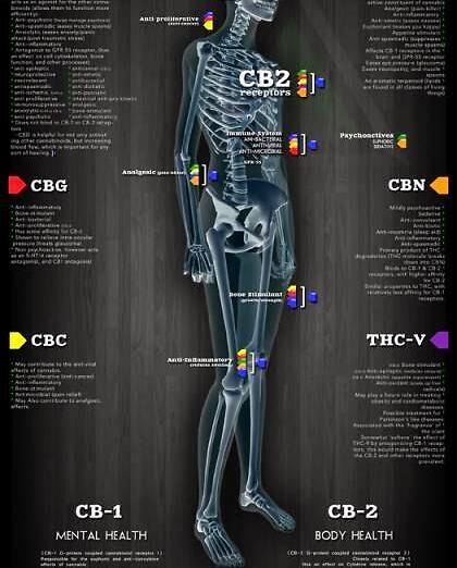 Sistema endocannabinoide: i cannabinoidi e i loro recettori