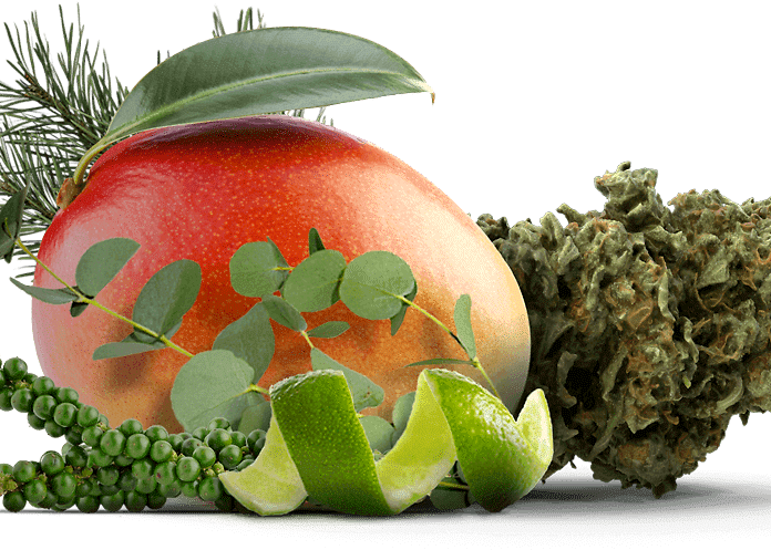 Terpeni ed effetto entourage: gli aromi medicinali della cannabis