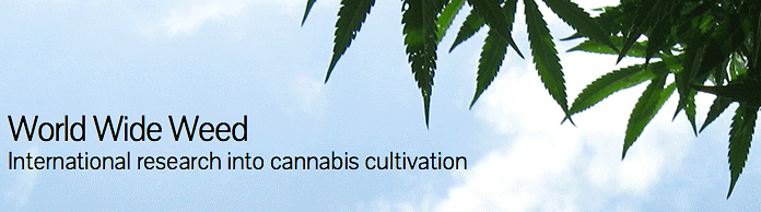 Ricerca internazionale su automedicazione con cannabis: mancano informazioni dai medici
