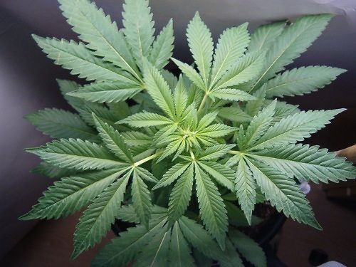 10 studi scientifici a supporto della cannabis nel trattamento del dolore cronico e neuropatico