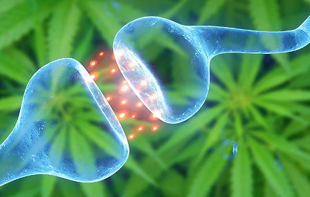 Sistema endocannabinoide: gli endocannabinoidi e le prospettive terapeutiche