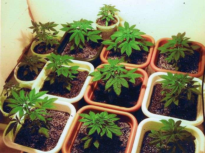Germania: la cannabis auto-coltivata da pazienti non può essere sequestrata