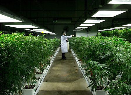 Piemonte e Alto Adige: i progetti per produrre cannabis terapeutica