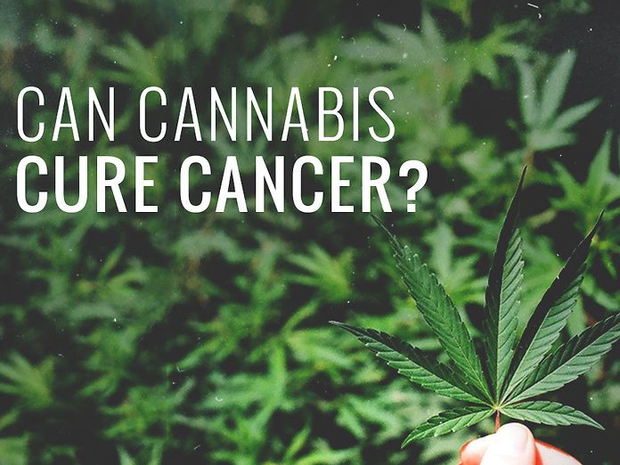 Il governo americano ammette le potenzialità anti-cancro della cannabis