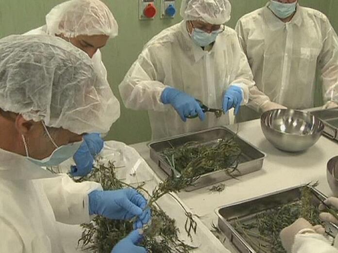 Italia produttrice di cannabis: in arrivo decreto e organo di controllo