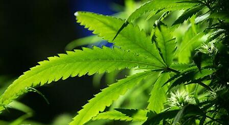 Friuli: Pd, Forza Italia, Lega ed Ncd tutti d&amp;#039;accordo per coltivare cannabis terapeutica