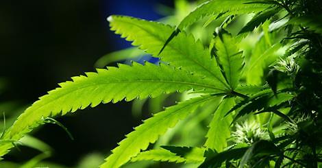 Friuli: Pd, Forza Italia, Lega ed Ncd tutti d&#039;accordo per coltivare cannabis terapeutica