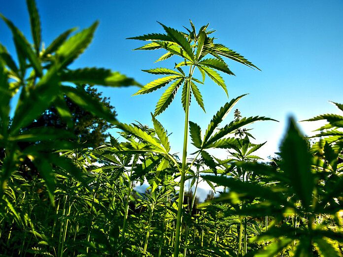 Cannabis terapeutica: in Cile la più grande piantagione del Sud America