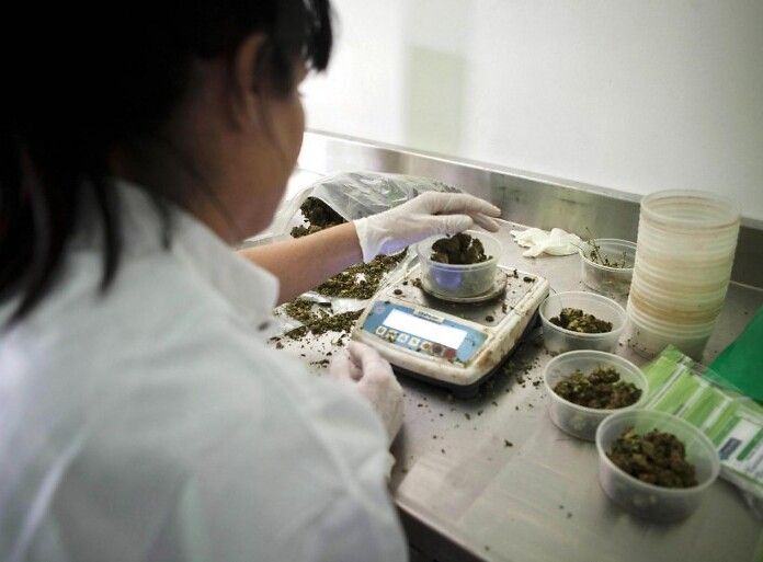 Italia Paese produttore di cannabis: decreto approvato da Conferenza Stato-Regioni