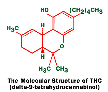 Dal THC un potenziale aiuto nei trapianti per evitare rigetti