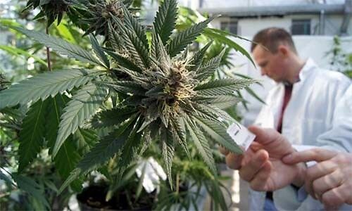 Cannabis nelle Marche: mozione del comune di Senigallia per l&#039;approvazione della legge
