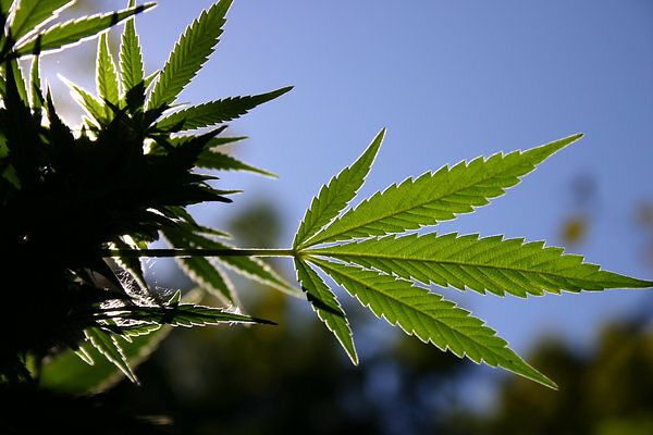 Cannabis terapeutica: 5 scoperte rivoluzionarie