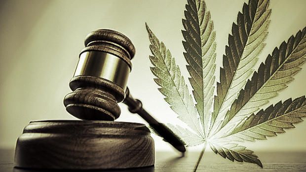 Cannabis terapeutica e legalizzazione: l&#039;opinione dell&#039;avvocato Zaina