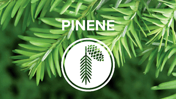 Pinene: il terpene della memoria dalle potenzialità antinfiammatorie e anticancro