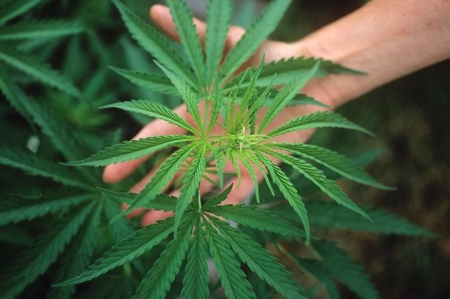 Germania: primo paziente autorizzato a coltivare cannabis