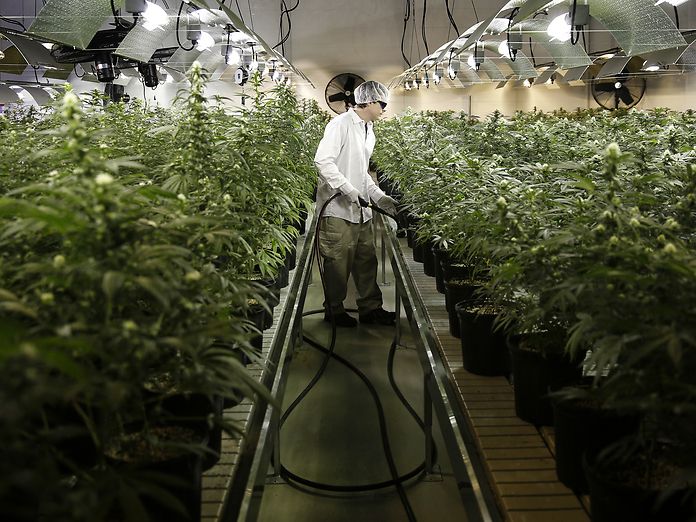 Germania: le farmacie importeranno cannabis prodotta in Canada