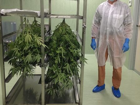 Cannabis di stato: il primo raccolto italiano è da buttare? Arriva la smentita