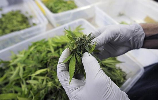 Lombardia: sì alla sperimentazione della cannabis, in attesa della legge