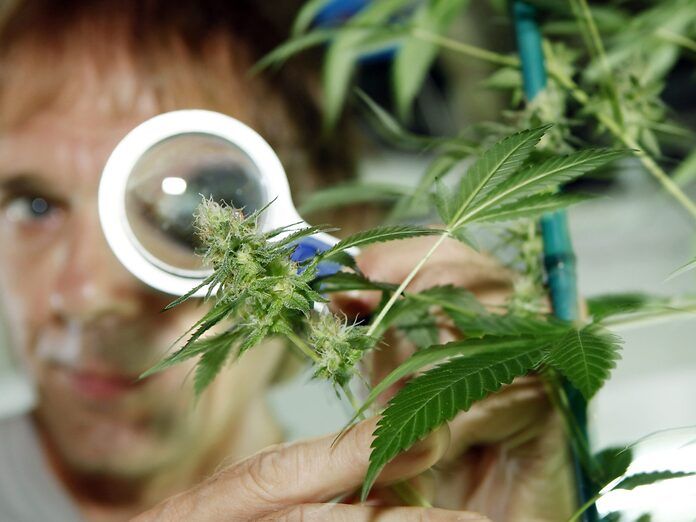 USA: il governo mette fine al monopolio sulla ricerca per la cannabis