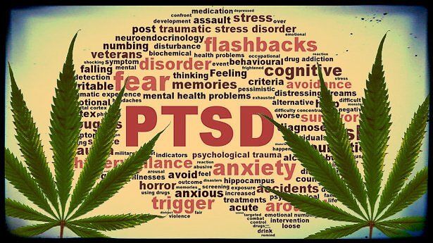 Cannabis e disturbo da stress post-traumatico: studio clinico al via