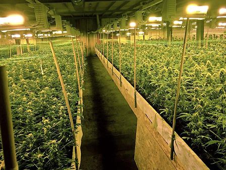 USA: un&amp;#039;azienda promette più di mille posti di lavoro per produrre cannabis